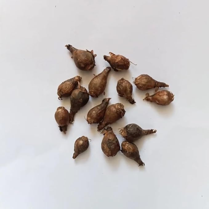 Zephyranthes Robustus Bulbs - Long Lasting Blooms, Perennial Rain Lily Bulk & Wholesale Bulbs for Planting | Easy to Grow and Low Maintenance (500 Pack)