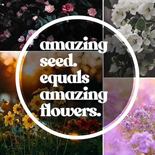 Northeastern Wildflower Seeds Bulk โ 1 lb, 640,000+ Seeds โ Annual & Perennial Wildflower Mix with Native Northeast Flowers โ Regional Pollinator Flower Seed for Garden & Meadow