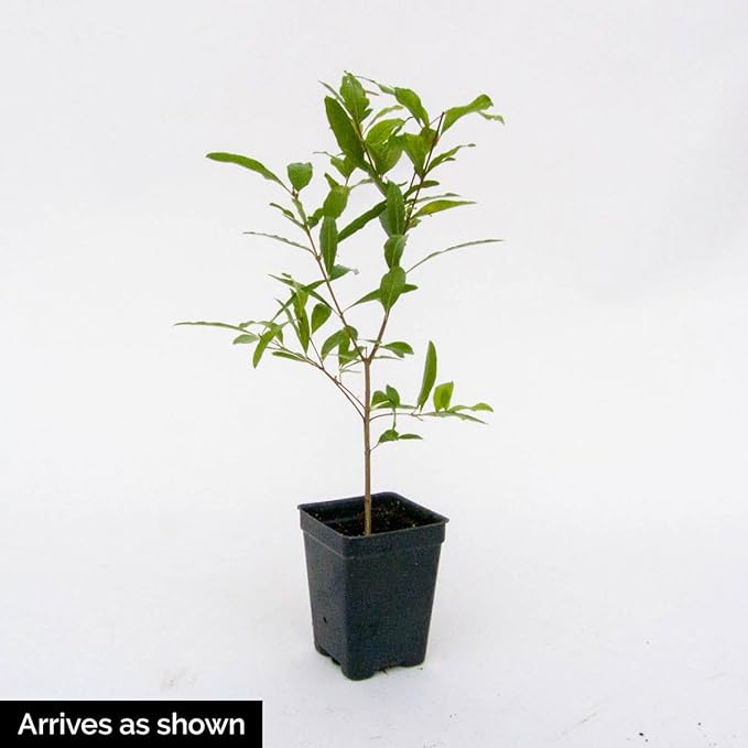 GURNEY'S - Dwarf Pomegranate Starter Fruit Tree, Grown in a 4 inch Pot, 1 Plant per Offer