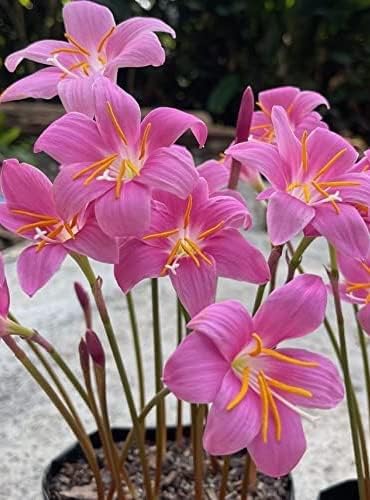Zephyranthes Grandiflora Pink Rain Lily Bulbs for Planting - Perennial Lily Flowering Bulbs | Bloom Multiple Times - Easy to Grow (10 Pack)