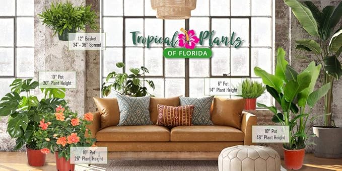 Hibiscus Plant Live - Double Red Hibiscus Bush - Flowering Plants - Red - Overall Height 26" to 28" - Tropical Plants of Florida (Plant Only)