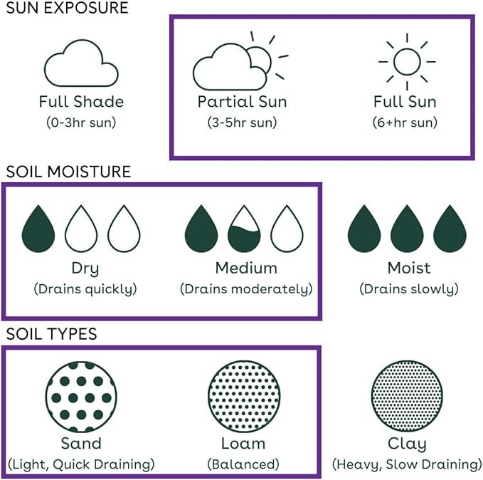 32 Live Outdoor Native Plants for Full Sun to Support Monarch Butterflies– Includes Purple Coneflower, Wild Bergamot, Butterfly Weed & More – Not Seeds – 4–8” Tall on Arrival – Easy to Grow Perennials