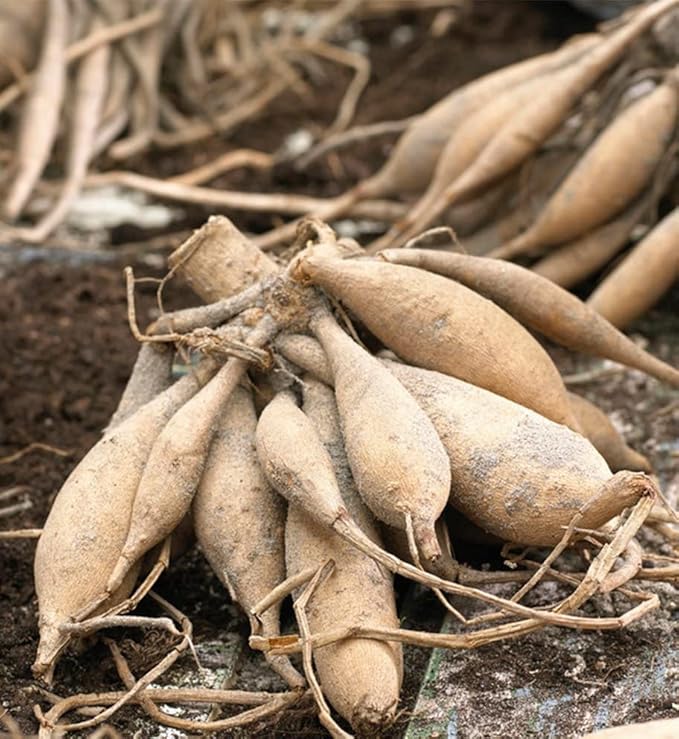 Garden Wonder Dahlia Bulbs - Stunning Dahlia Blooms, Large Flowering Dahlia Bulbs | Perennial Flower, Prefect for Cut, Easy to Grow, Attracts pollinators (8 Pack)