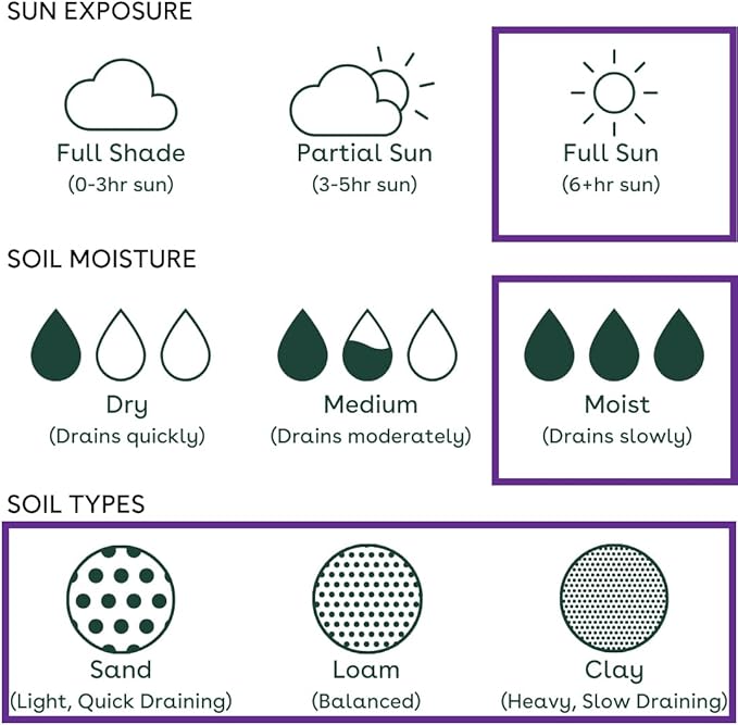 16 Outdoor Native Plants for Full Sun & Wet Ground – Includes Brown-Eyed Susan, Golden Alexanders, Smooth Penstemon & Great Blue Lobelia – Not Seeds – 4–8” Tall on Arrival – Easy to Grow Perennials