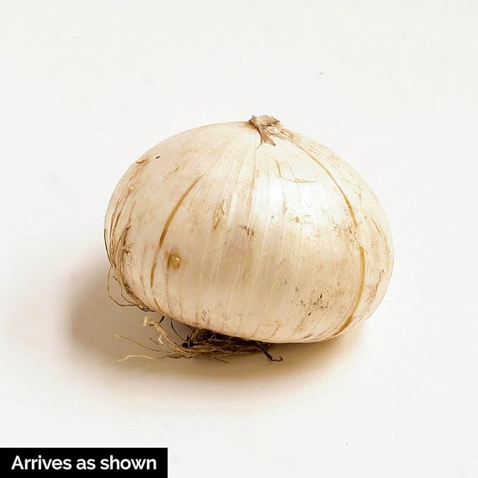BRECK'S - Gladiator Allium Spring Flowering Bulbs - Each Offer Includes 5 dormant Bulbs - Due to restrictions Can't Ship to ID or WA