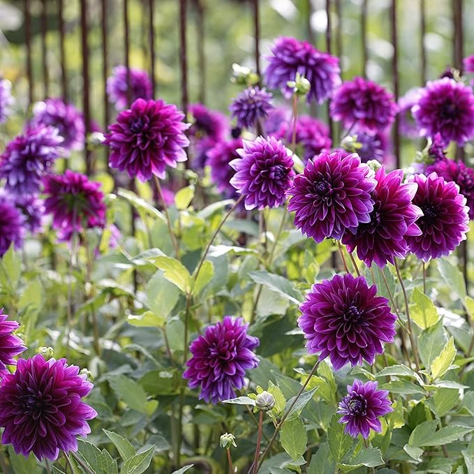 Thomas Edison Dahlia Bulbs | Perennial, Large Blooms, Dahlia Flowering Bulbs for Planting - Huge Purple Blooms - Easy to Grow, Perfect for Cut (2 Pack)