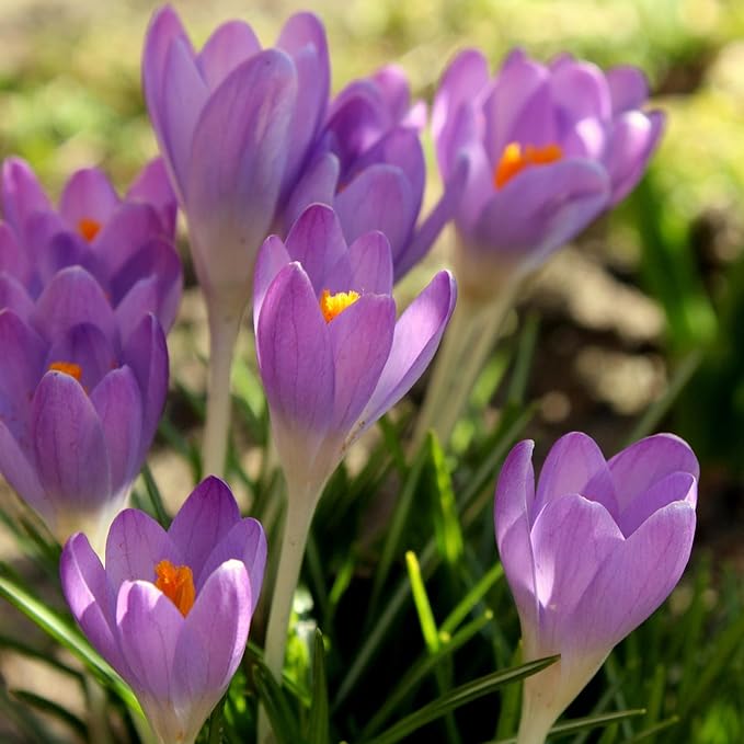 Saffron Crocus Flower Bulbs - Huge Bulbs, 9/10cm Each! Grow The World's Most Expensive Spice - Saffron Bulbs - Crocus Sativus (5)