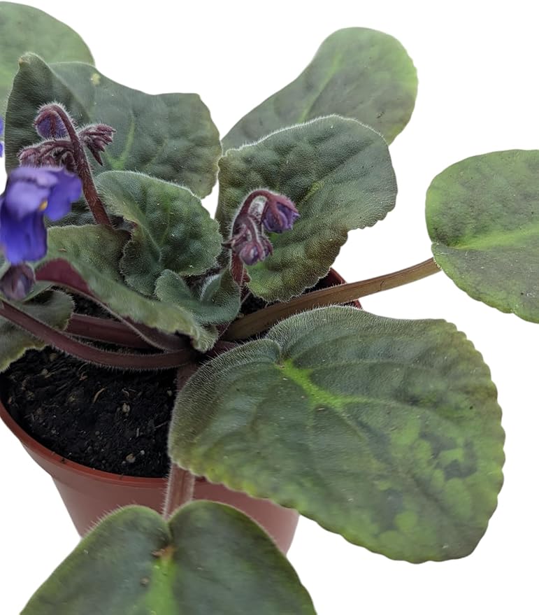Novelty African Violet Plant in 4" Pot, Purple Blooms