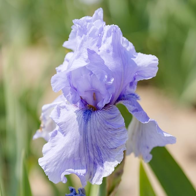 Easy to Grow Bearded Iris Rio Vista - 9 Plant Bulbs Rhizomes, Lavender & Purple Flowers in Spring to Fall, Full Sun Low Maintenance