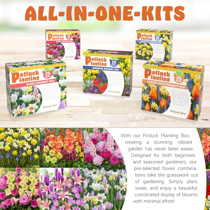 24 Easy-to-Plant Bulbs – Dahlias, Lilies, Gladiolus – Guava Glow Punch Flower Bulb Mix - Vibrant Colors & Fragrance – Summer Blooming Garden Gift Set