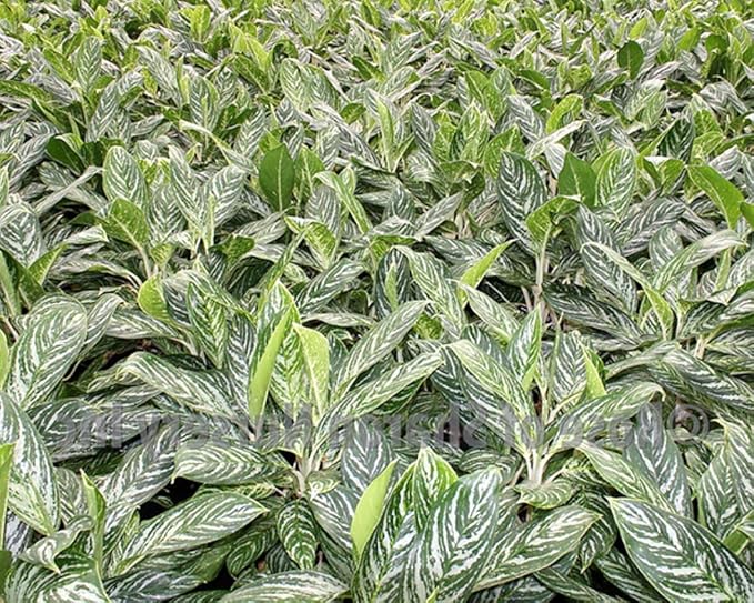 Golden Madonna Chinese Evergreen Plant - Aglaonema - Grows in Dim Light - 6" Pot