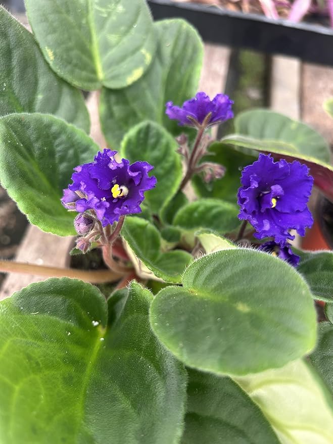 Four African Violet Plants-World's Best Blooming House Plant