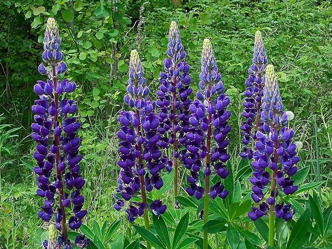 Seeds Blue Lupine King Canute Giant Tall Perennial Flowers Non GMO