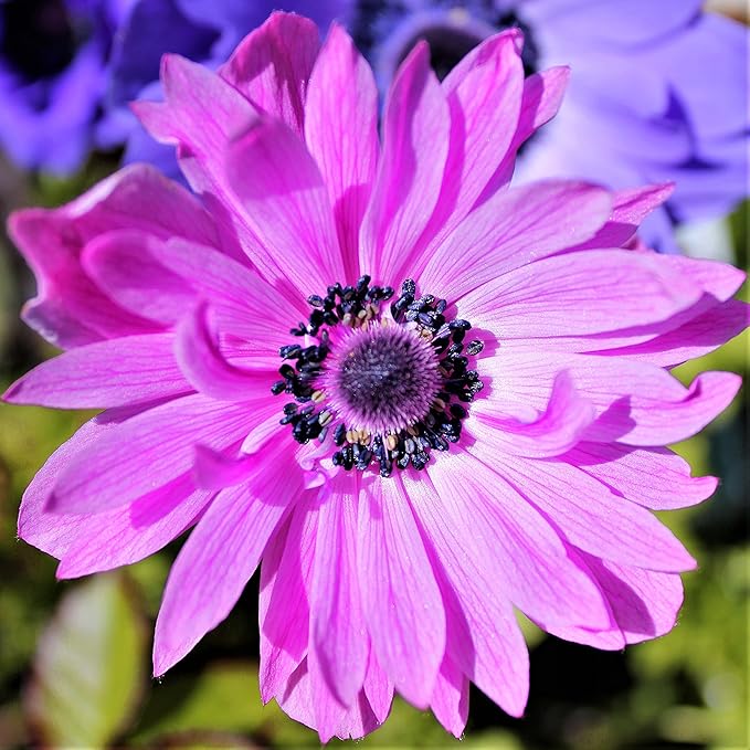 Easy to Grow Anemone The Admiral - 20 Plant Bulbs, Double Pink Flowers in Spring Garden Full Sun