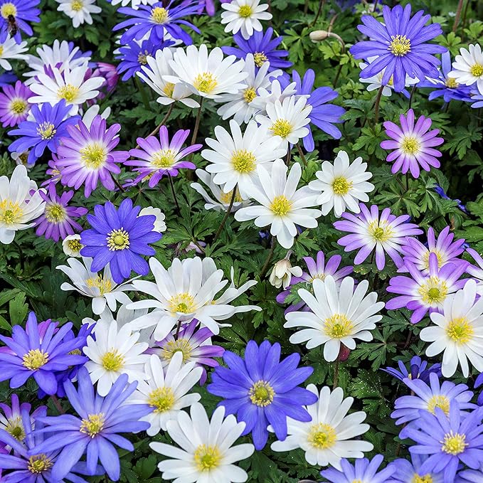 Easy to Grow Anemone Blanda Flutter Mix - 60 Plant Bulbs, Colorful Blue, Pink, & White Flowers in Spring Gardens, Full to Partial Sun