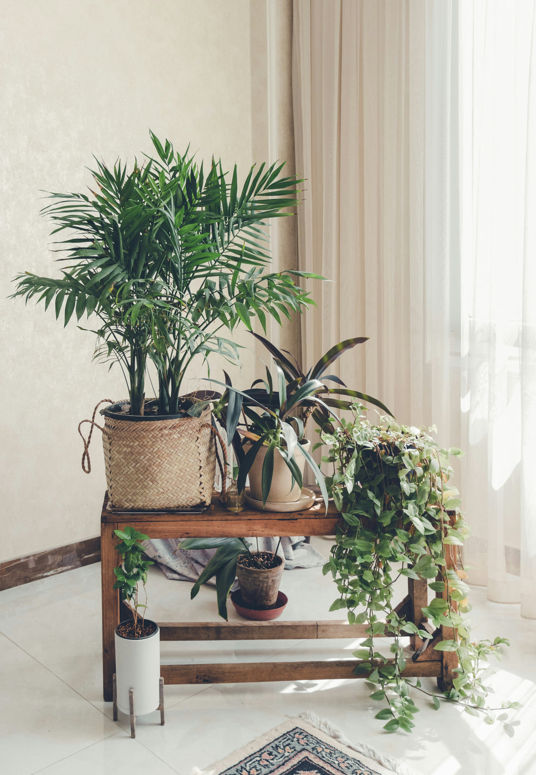 Decorating with Plants: Bring Life and Balance into Your Home | LITTLE CHAPTER