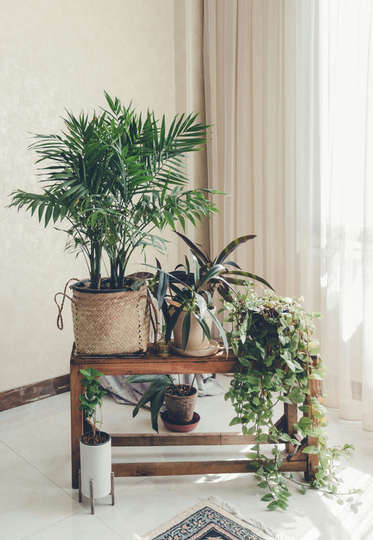 Decorating with Plants: Bring Life and Balance into Your Home | LITTLE CHAPTER