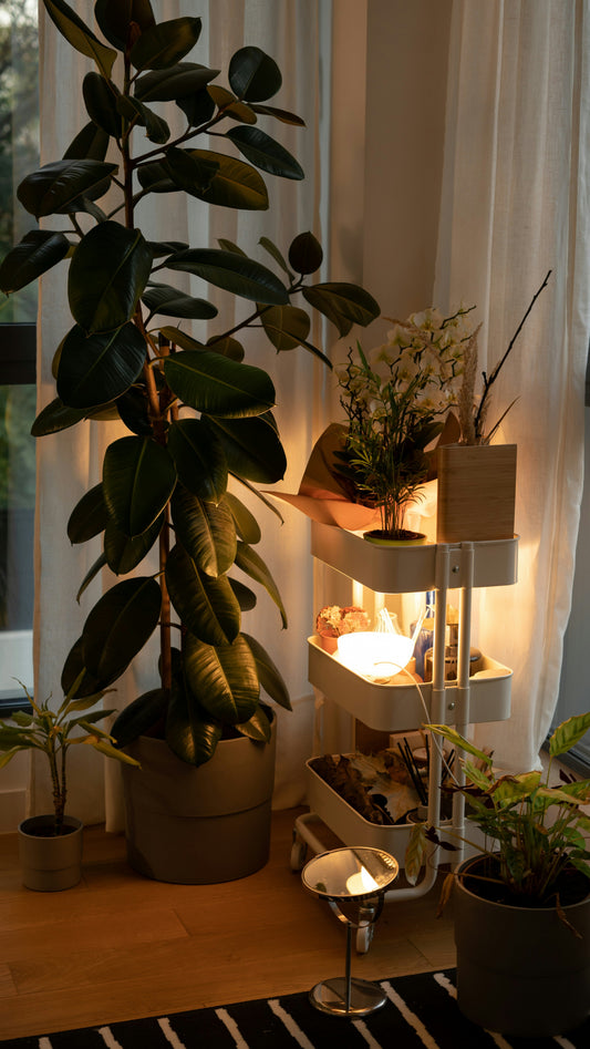 Eco-Friendly Home Decor: Sustainable Choices for a Stylish Living Space