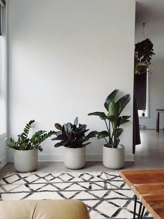 Elevate Your Space with Indoor Plants