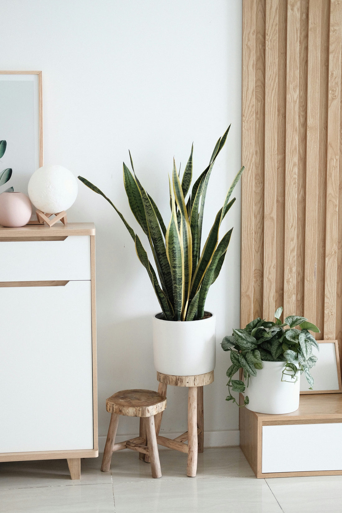How to Choose the Perfect Indoor Plants for Every Room in Your Home