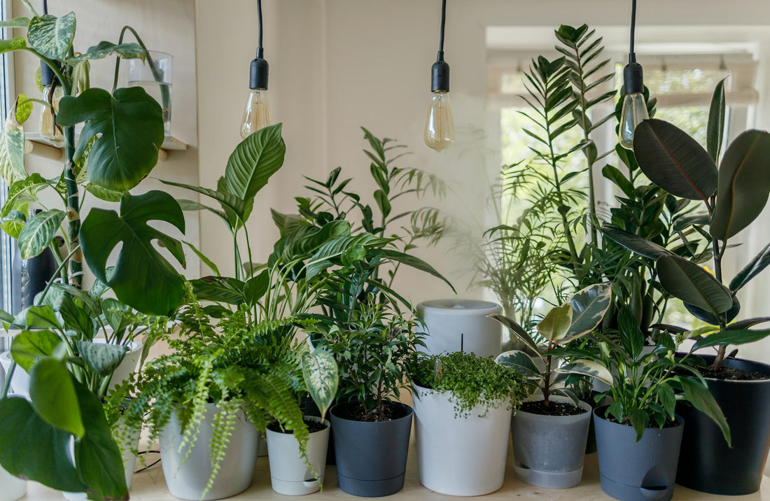 Mastering indoor plants for every room — inspiration from Little Chapter