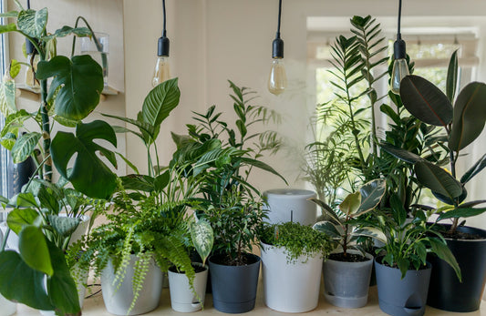 Fresh indoor plant ideas — inspiration from Little Chapter