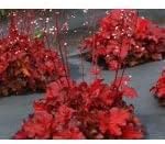 3 Forever Red Heuchera in 4" pots