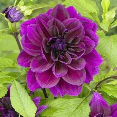 Thomas Edison Dahlia Bulbs | Perennial, Large Blooms, Dahlia Flowering Bulbs for Planting - Huge Purple Blooms - Easy to Grow, Perfect for Cut (4 Pack)