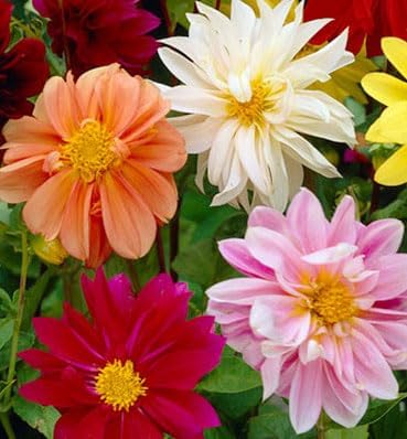 Dwarf Dahlia Rainbow Mix Tubers - Perennial, Showy Blooms, Mixed Dahlia Tubers for Planting | Large Blooms, Summer Flowers, Easy to Grow (25 Pack)