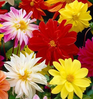 Dwarf Dahlia Rainbow Mix Tubers - Perennial, Showy Blooms, Mixed Dahlia Tubers for Planting | Large Blooms, Summer Flowers, Easy to Grow (25 Pack)