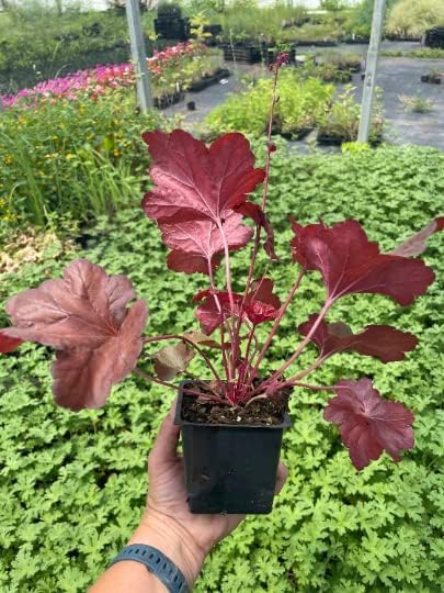 3 Forever Red Heuchera in 4" pots