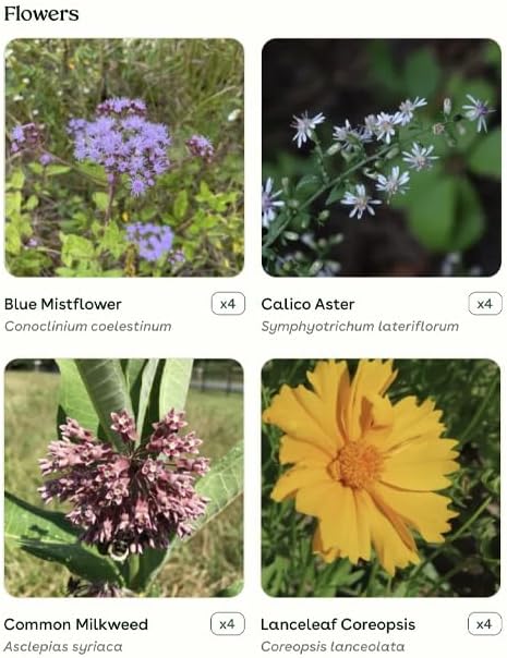 16 Outdoor Native Plants for Full Sun to Support Monarch Butterflies – Includes Common Milkweed, Lanceleaf Coreopsis, Blue Mistflower & Calico Aster – Not Seeds – 4–8” Tall on Arrival – Easy to Grow