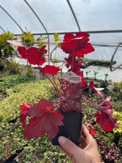 3 Forever Red Heuchera in 4" pots