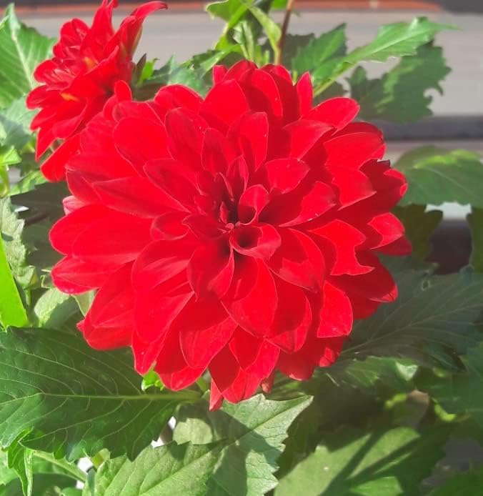 Garden Wonder Dahlia Bulbs - Stunning Dahlia Blooms, Large Flowering Dahlia Bulbs | Perennial Flower, Prefect for Cut, Easy to Grow, Attracts pollinators (6 Pack)