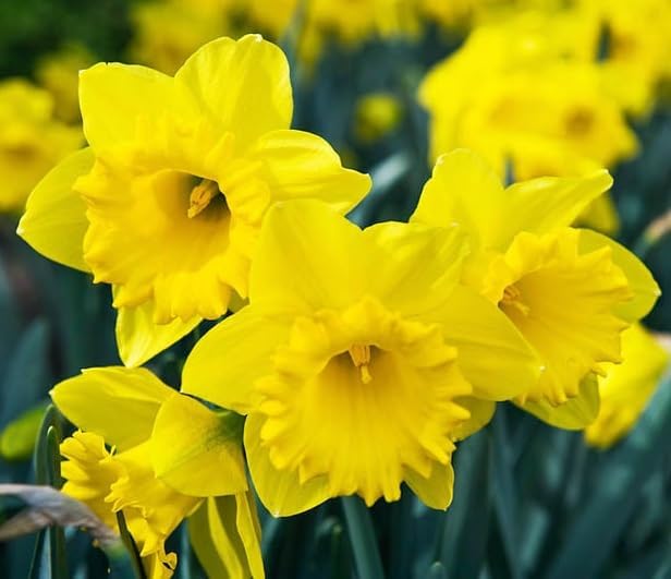 Bulk Yellow Daffodil Bulbs for Planting - Dutch Master Value Bag - Plant in Gardens, Borders & Flowerbeds - Bulb Size 10/12 cm - Easy to Grow Fall Flowers Bulbs (50 Bulbs)