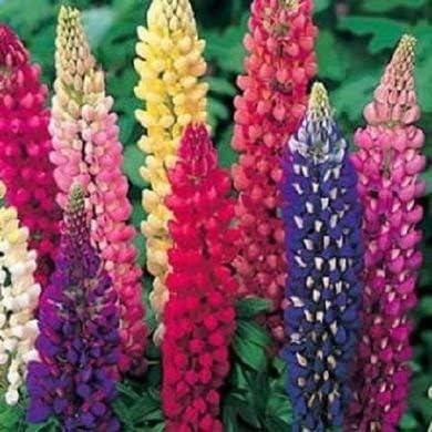 Dirt Goddess Super Seeds ~ Lupine Mix Flower Seed (1/2 Lb) 7 Species of Wildflower Seeds Non GMO Bulk