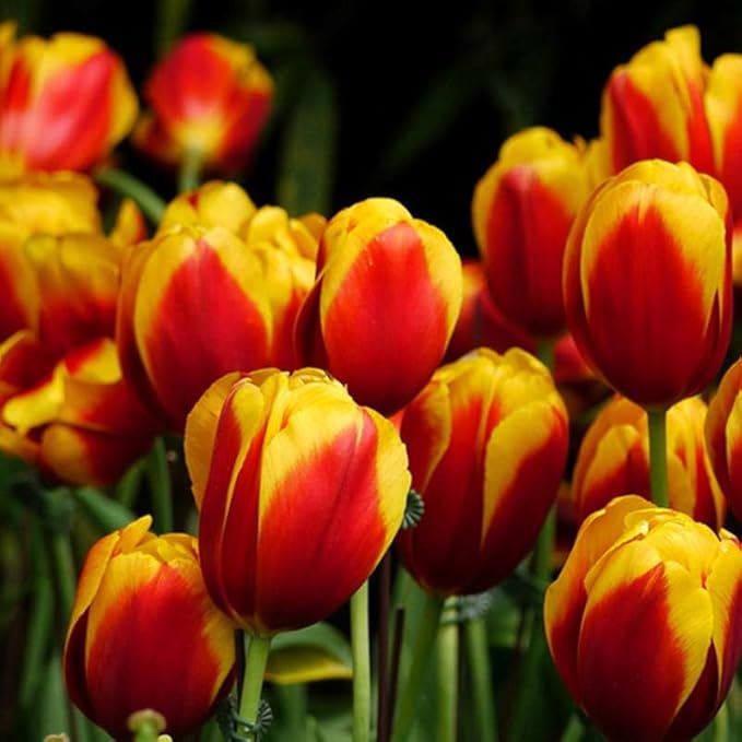 Complete Spring Flower Bulb Garden - 50 Bulbs for 50 Days of Continuous Blooms (Spring Color from March Through June) - Easy to Grow Fall Planting Bulbs by Willard & May