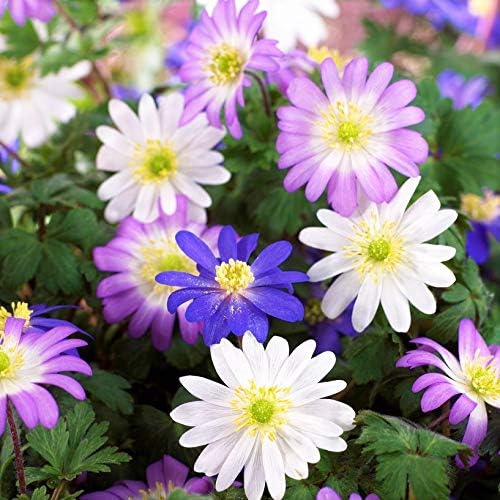 Easy to Grow Anemone Blanda Flutter Mix - 60 Plant Bulbs, Colorful Blue, Pink, & White Flowers in Spring Gardens, Full to Partial Sun