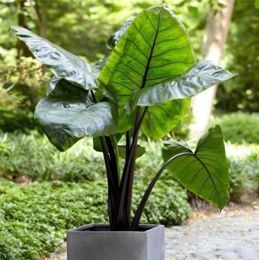 Giant Upright Elephant Ear Bulb for Planting - Alocasia Plant (1 Large Bulb)