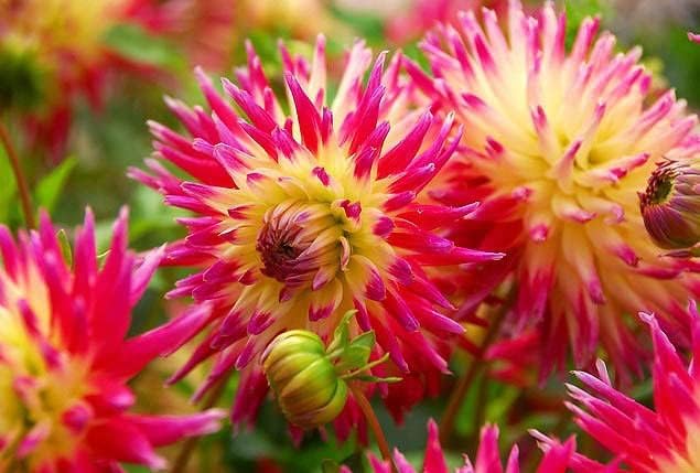 Tahiti Dahlia Bulbs for Planting - Perennial Dahlia Bulbs, Large, Vibrant Blooms for a Long-Lasting Garden Display (12 Pack)