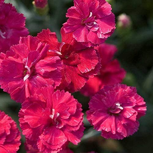 Frosty Fire Dianthus - 3 Live Plants - Dianthus Allwoodii - Fragrant Cold Hardy Groundcover