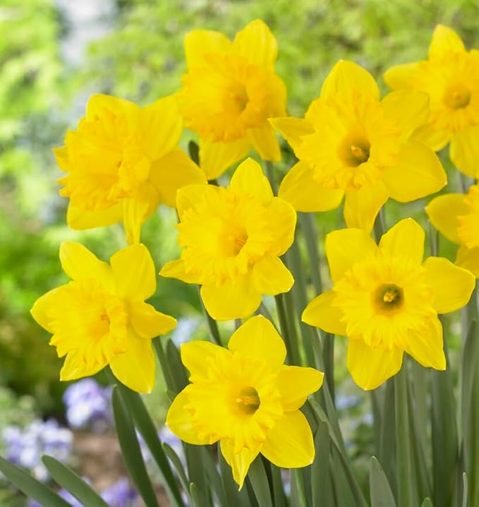 Yellow Dutch Master Daffodil Bulbs for Planting - Fresh Blooming Flowers, Easy to Grow Perennials (20 Bulbs)