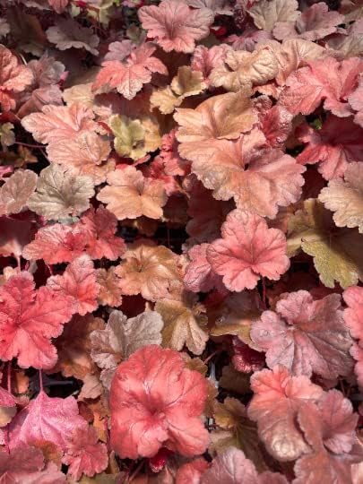 3 Forever Red Heuchera in 4" pots