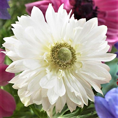 Easy to Grow Anemone Mount Everest - 20 Plant Bulbs, Double White Flowers in Spring Gardens Full Sun
