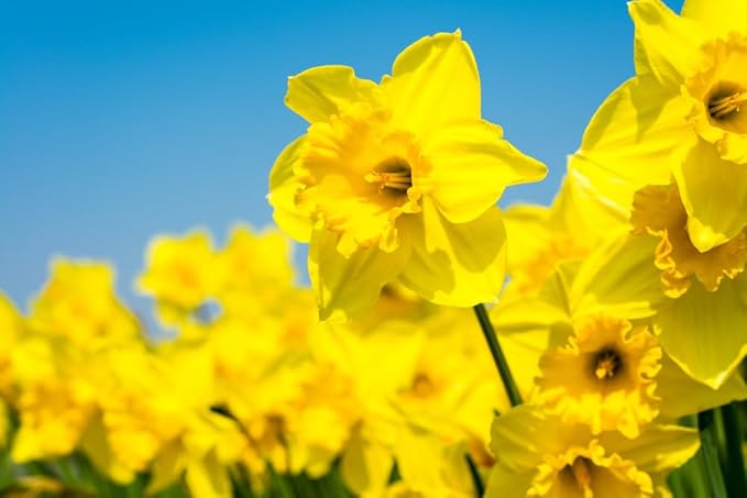 Bulk Yellow Daffodil Bulbs for Planting - Dutch Master Value Bag - Plant in Gardens, Borders & Flowerbeds - Bulb Size 10/12 cm - Easy to Grow Fall Flowers Bulbs (50 Bulbs)
