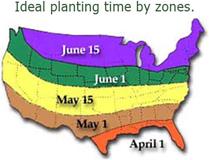 Fancy Leaf Caladium - Cranberry Star - Large Size Root - Hardy Zones 9-11