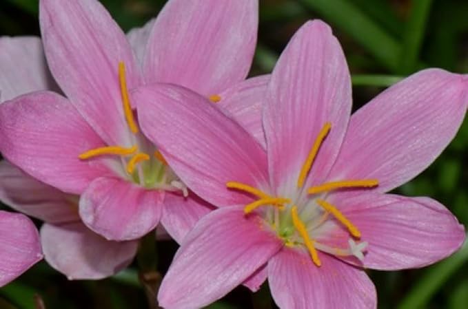 Zephyranthes Grandiflora Pink Rain Lily Bulbs for Planting - Perennial Lily Flowering Bulbs | Bloom Multiple Times - Easy to Grow (20 Pack)