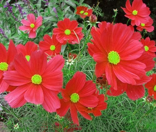 1000 Dazzler Red Cosmos Seeds - Long Blooming