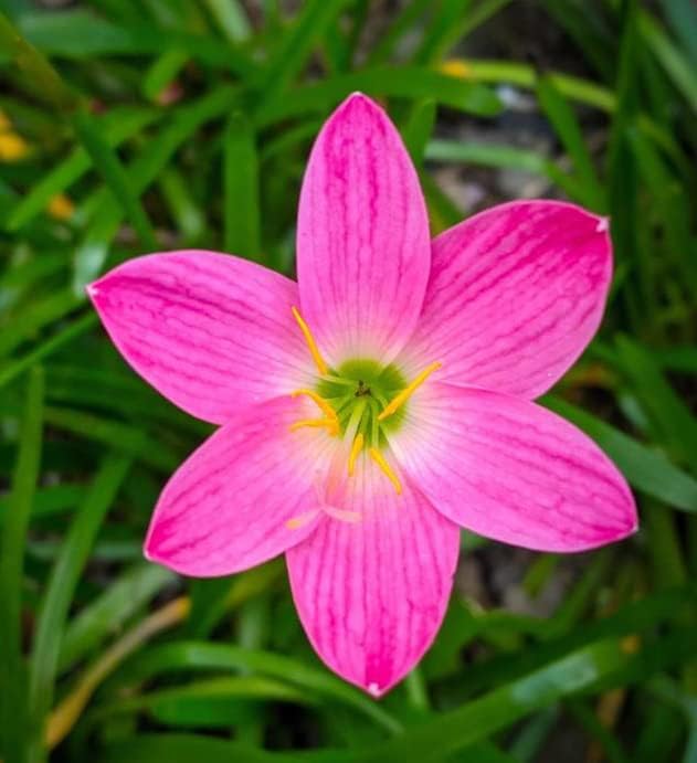 Zephyranthes Grandiflora Pink Rain Lily Bulbs for Planting - Perennial Lily Flowering Bulbs | Bloom Multiple Times - Easy to Grow (10 Pack)