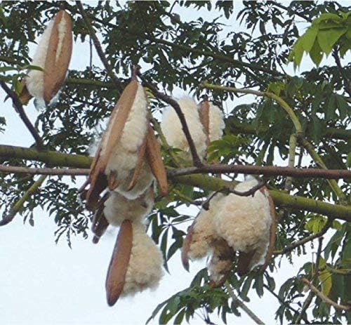 Bean Products Premium Kapok Fill | 2.5 lbs | 100% Organic Kapok Fiber | Chemical Free and Hypoallergenic | Perfect for Pillows, Pet Beds, Couches & More | Made in USA